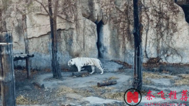 這部日本動畫電影《北極百貨店的接待員/北極百貨的秋乃小姐》絕對被嚴重低估！