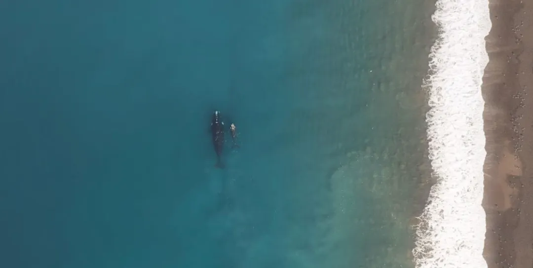 最高9.8分，零差評，這五部紀錄片神作值得一看