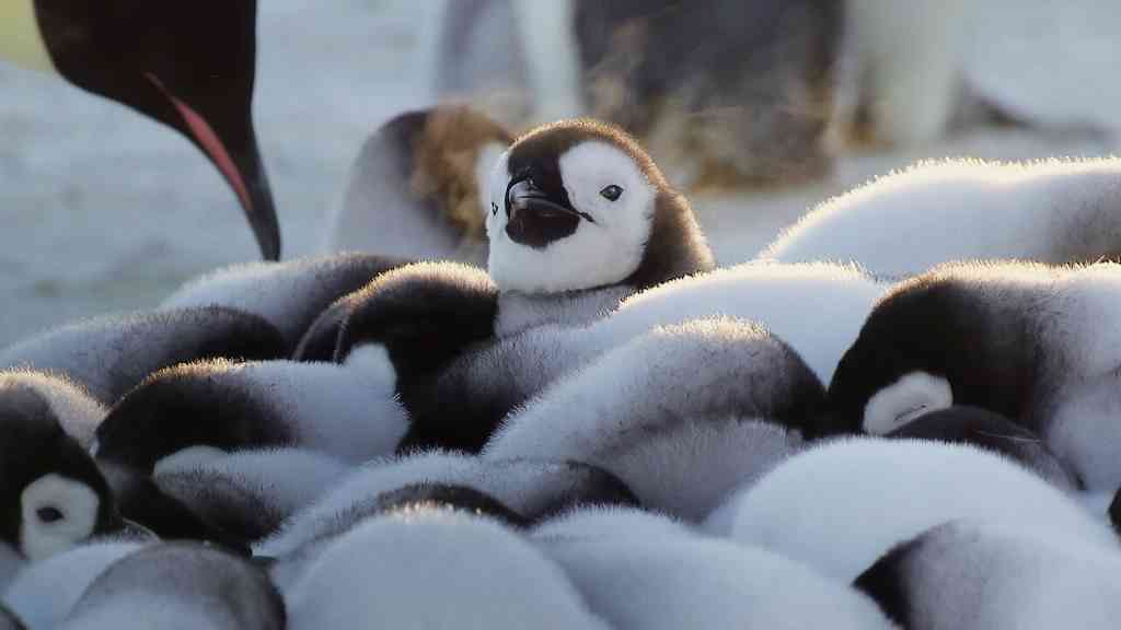 《野生动物宝宝》评价心得：既残酷又甜蜜，内容翔实– Netflix美国自然与生态纪录片