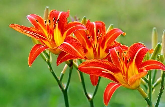 《诡丝》：他们号称抓到了世界上的第一只鬼？