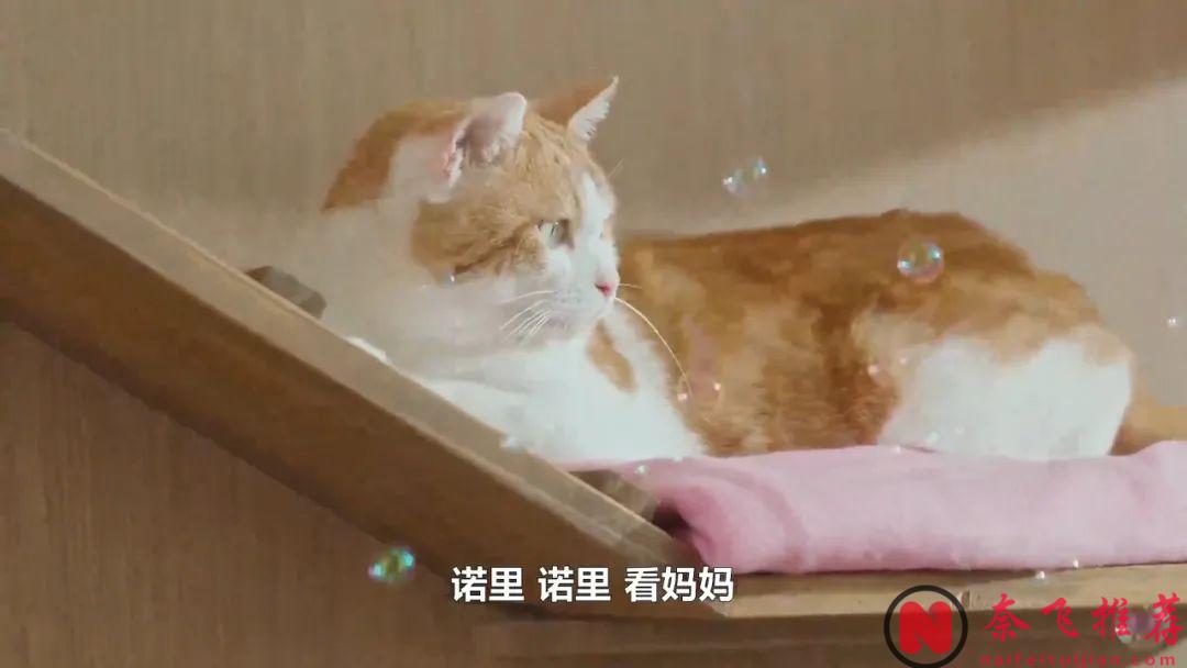 又一部溫馨韓劇《喵育權戰爭》，一口氣看完，連離婚都能拍的這麼浪漫