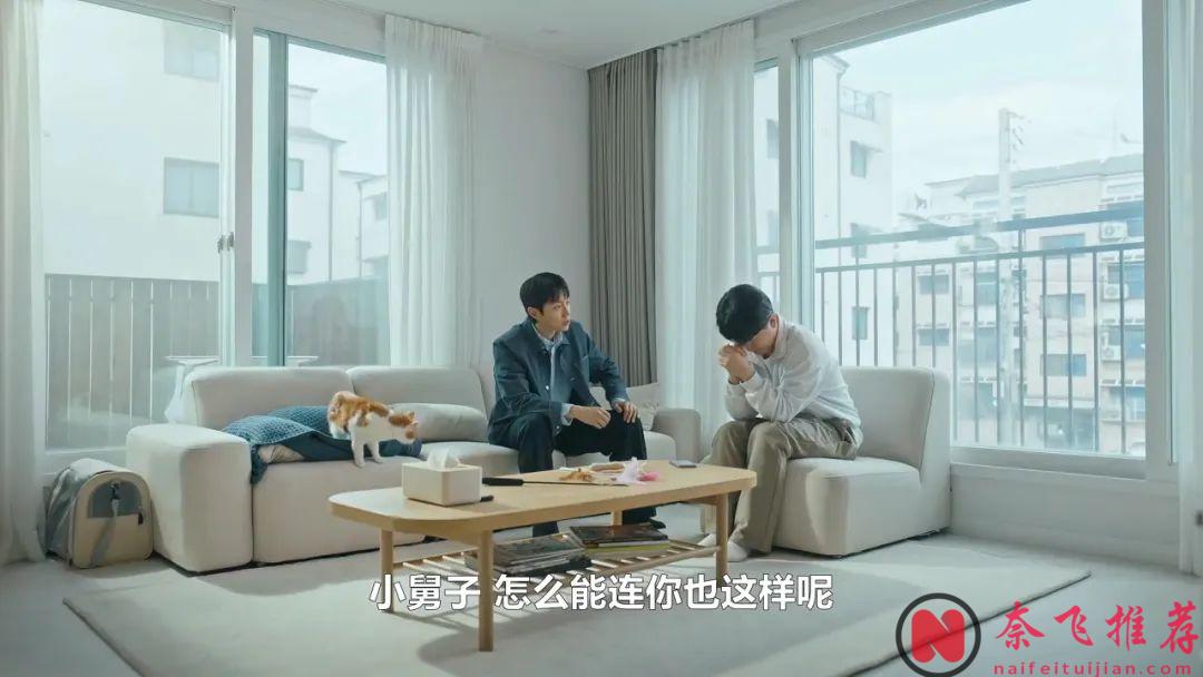 又一部溫馨韓劇《喵育權戰爭》，一口氣看完，連離婚都能拍的這麼浪漫