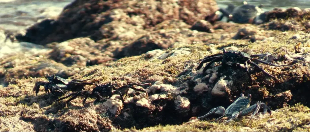 把人性“扒”光，这神片《菜单/五腥级盛宴/五星飨魇》尺度太大！