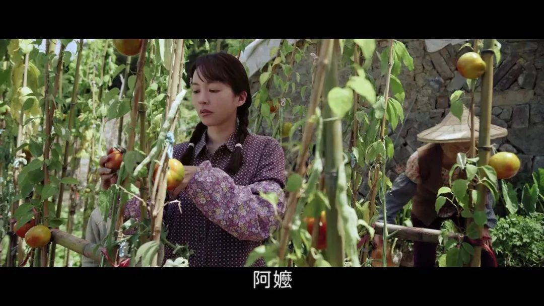 《凤姐》全片解析：从花莲山村到台北茶室，一个姐姐 31 年的苦情人生