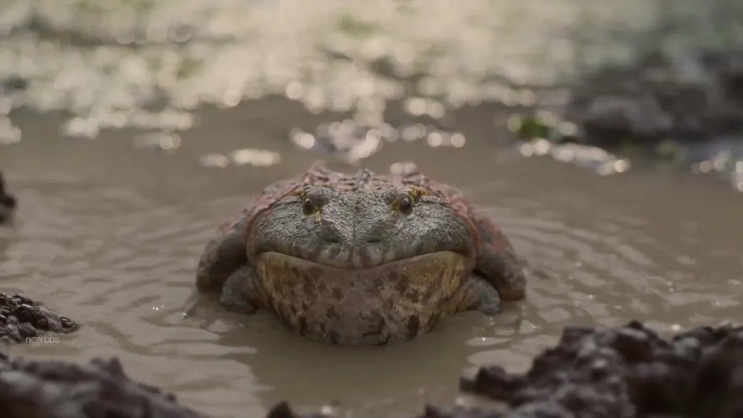 BBC 攜手 Apple TV+ 最高階的 CGI 技術打造的一部獨一無二的恐龍紀錄片