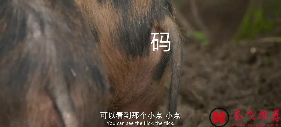 全球爆火的寶藏神劇《克拉克森的農場》第四季終於迴歸了！