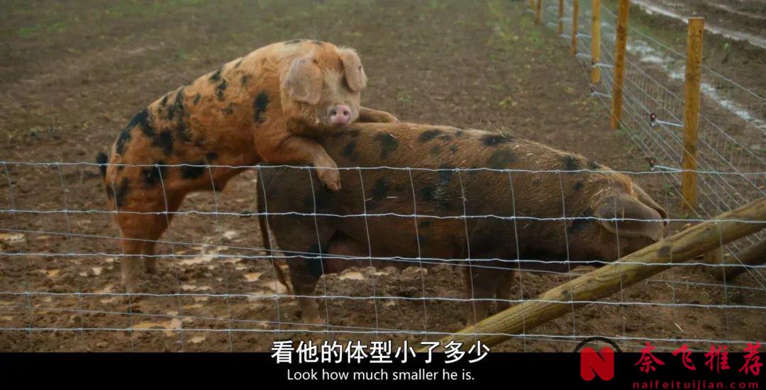 9.6分高分神剧《克拉克森的农场 第三季》，没看的抓紧入坑了！