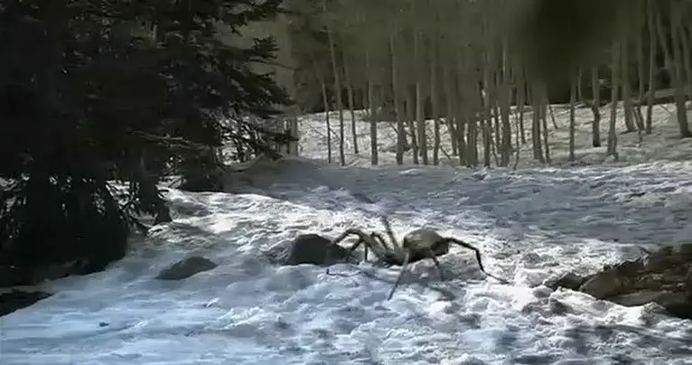 怕蜘蛛的别点！5部高能蜘蛛怪物恐怖片盘点