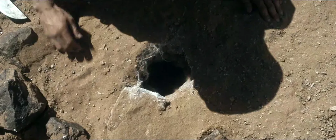 恶心程度100%！这部法国高能爽剧《害虫/魔蛛巢城(港) / 蛛杀》来了！