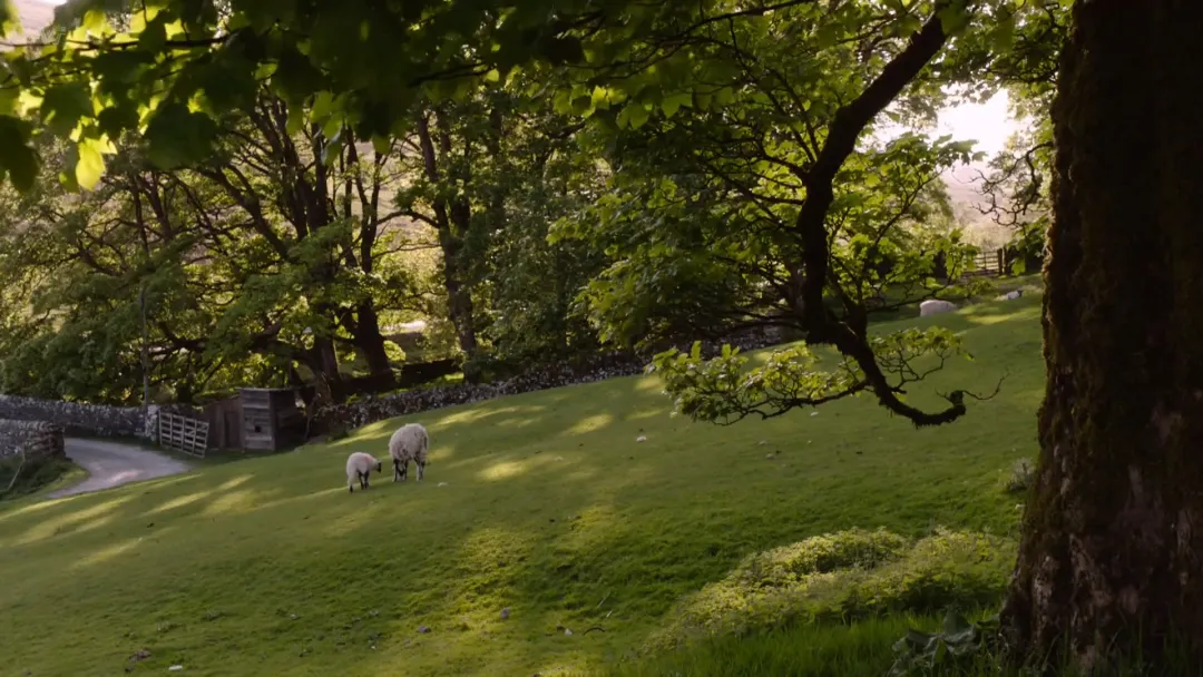 9.4分高分治愈系列英剧《万物生灵 第五季》如约与观众见面，曾创英电视台5年来最高收视纪录