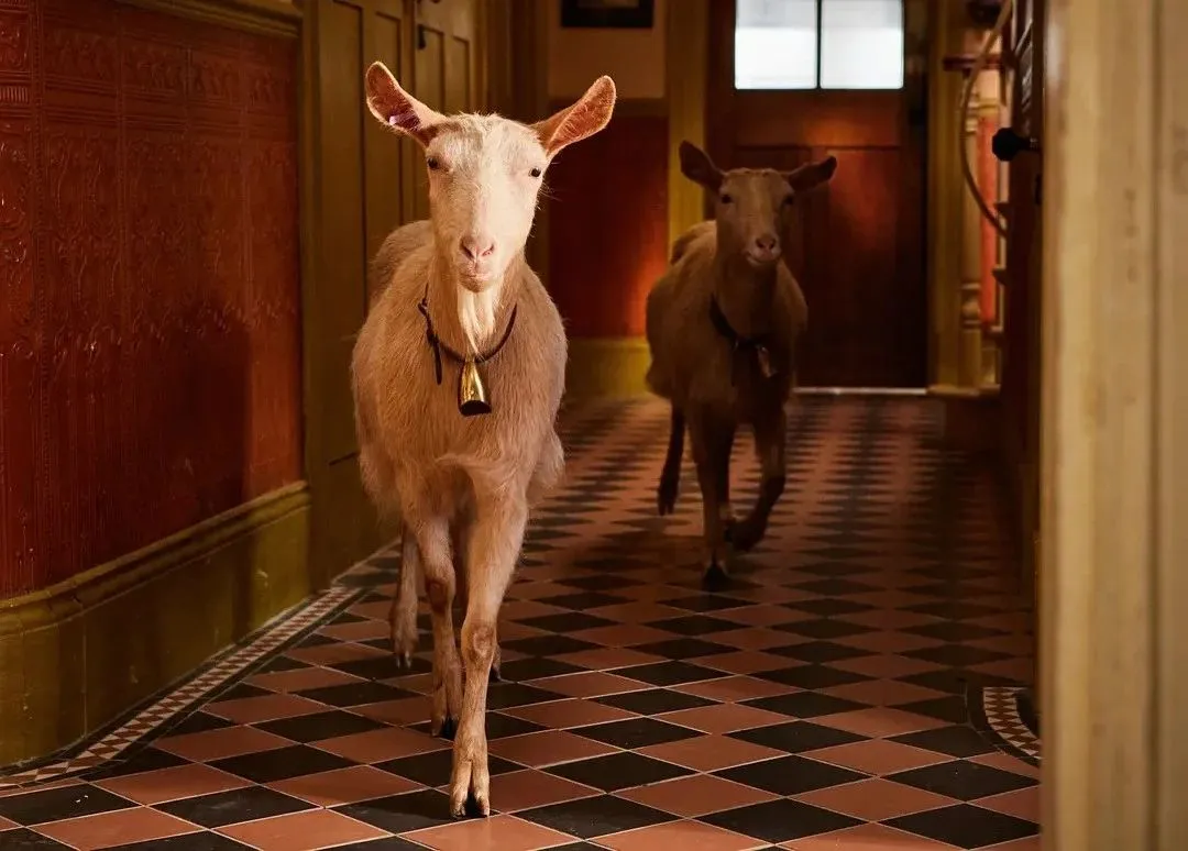 9.4分高分治愈系列英剧《万物生灵 第五季》如约与观众见面，曾创英电视台5年来最高收视纪录