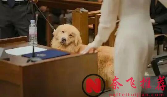 开播就爆！这部剧《公益律师/无偿服务》太上头了！