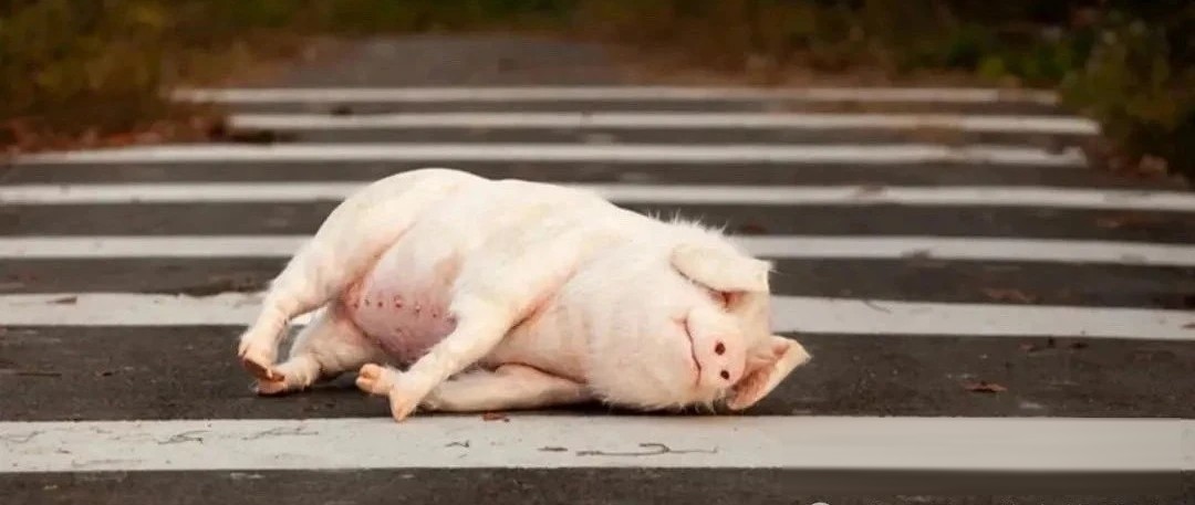 《十字路口的猪》：宗萨钦哲诺布用122分钟拍中阴，死亡是脱掉一层紧身裤