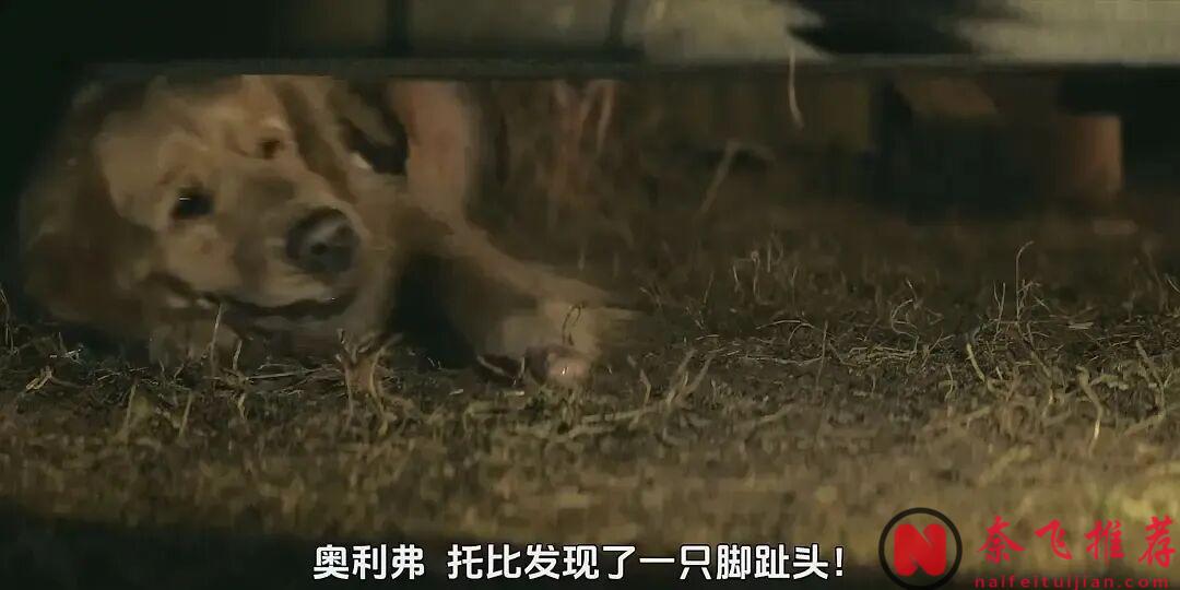 一只鳄鱼，嘴里叼着一只手，画面定格！这部9分犯罪神剧《戴洛奇小镇/戴洛克小镇》第二季终于回归！