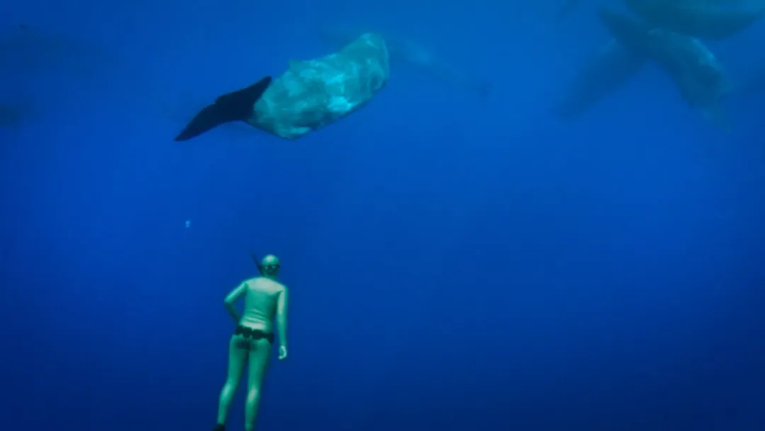 超震撼9.2分冒险纪录片《带你探索地球/探访超凡地球》！威尔史密斯：这是从未见过的世界...