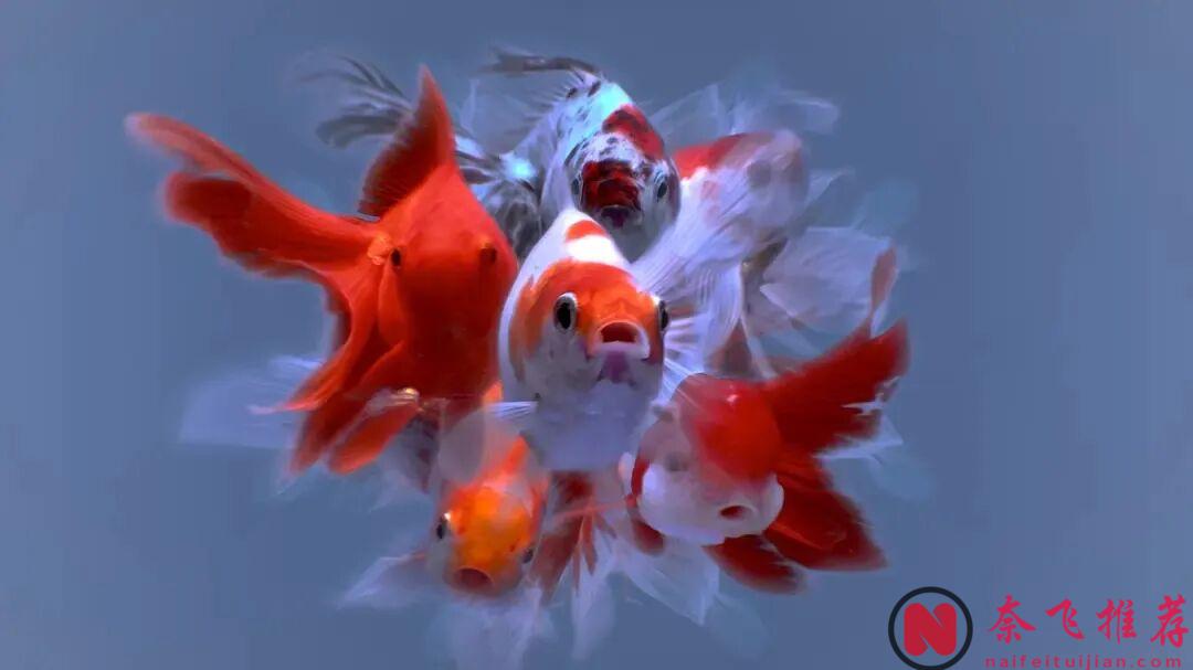 Netflix 藝術向禁忌不倫劇！這部日本18禁漫改劇《金魚妻》，尺度大膽到全員出軌