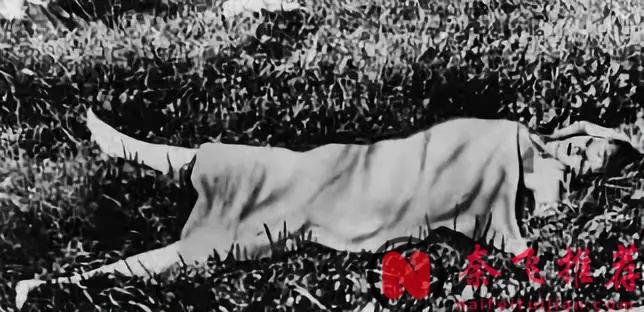 最變態懸案改編美劇《我即黑夜》，膽小勿入！