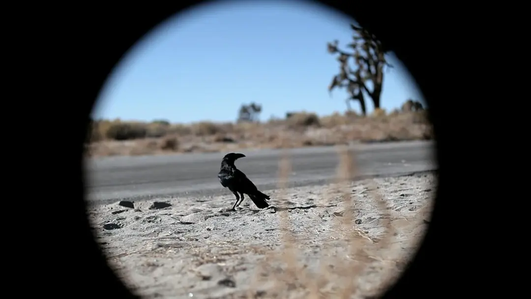 一部创意感十足的重口味电影《橡皮轮胎杀手/辘地魔/超能轮胎杀人事件》