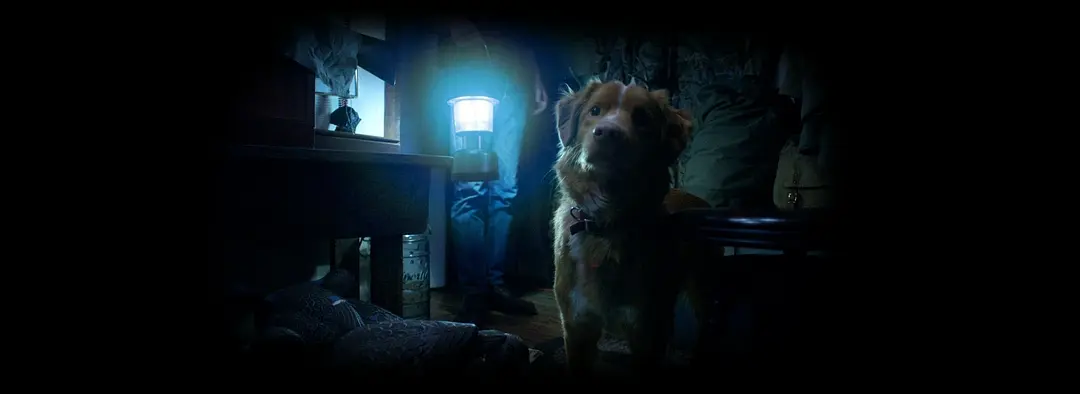 2025年最令人感動的恐怖片《好狗狗/護主好狗》，年度必看