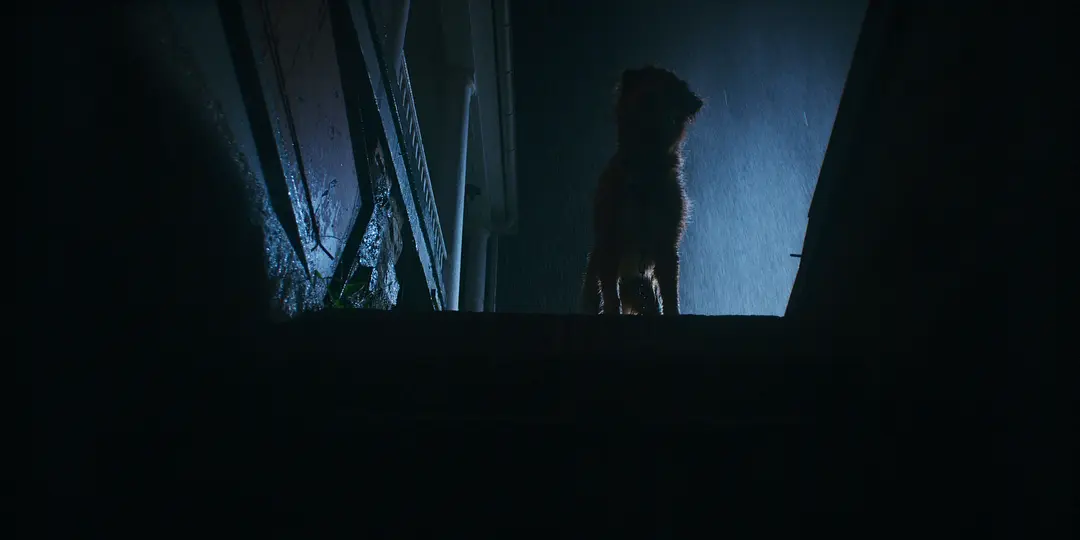 2025年最令人落泪的恐怖片《好狗狗/乖狗狗》它来了