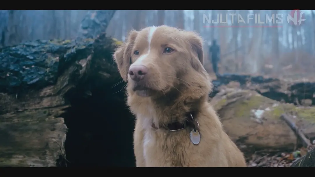 2025年最令人落泪的恐怖片《好狗狗/乖狗狗》它来了