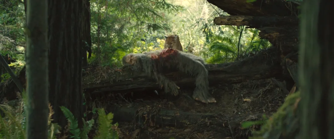 全程无“人类”出现的电影《大脚野人日落/大腳怪怪的》，以独特的视角进入原始世界