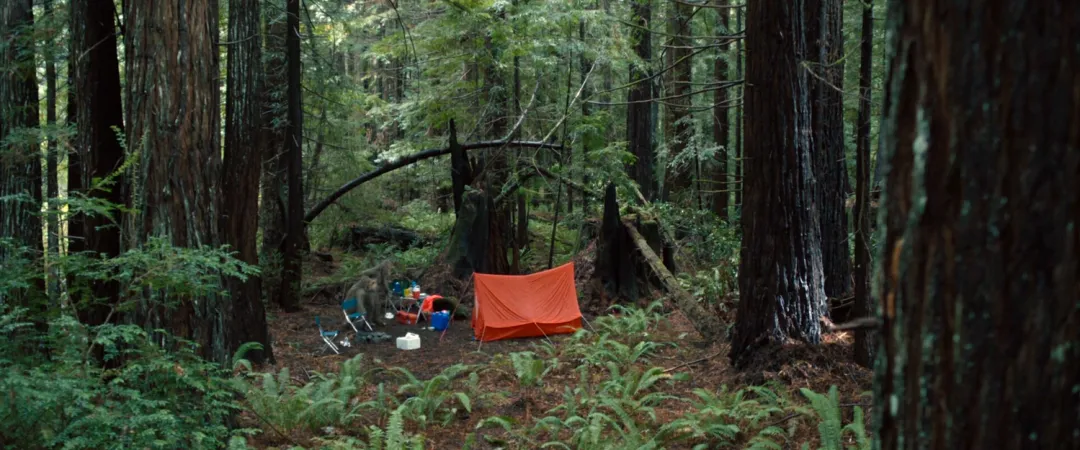 全程无“人类”出现的电影《大脚野人日落/大腳怪怪的》，以独特的视角进入原始世界