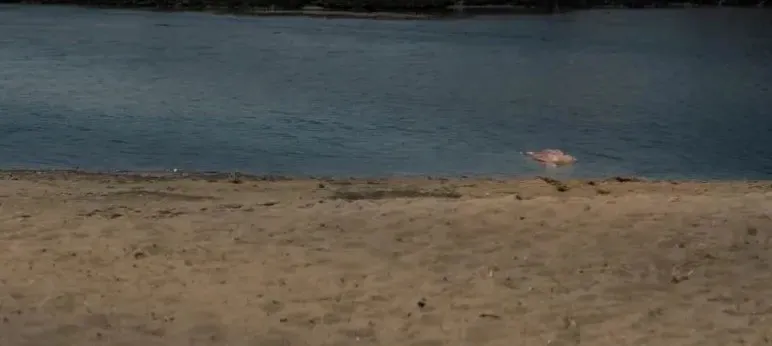 豪华阵容之下，《模范爱侣》口碑却翻车得猝不及防！