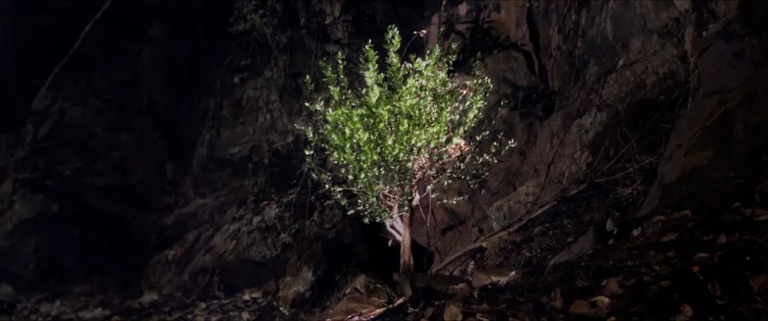 兩集一案，一秒都不想快進，大陸懸疑燒腦劇《獵罪圖鑑2》想不火都難