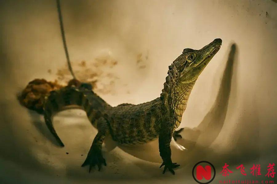 8.9分臺劇《做工的人》，好笑又殘忍！工地上，三個人一臺戲，他們比我們活的「更真實」！