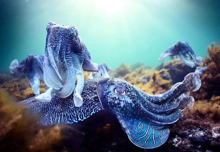 9.9分神级作品《蓝色星球》，零差评，史上最美！