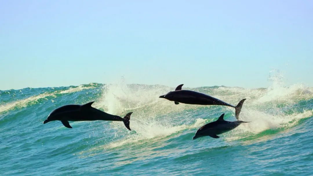 9.9分神级作品《蓝色星球》，零差评，史上最美！