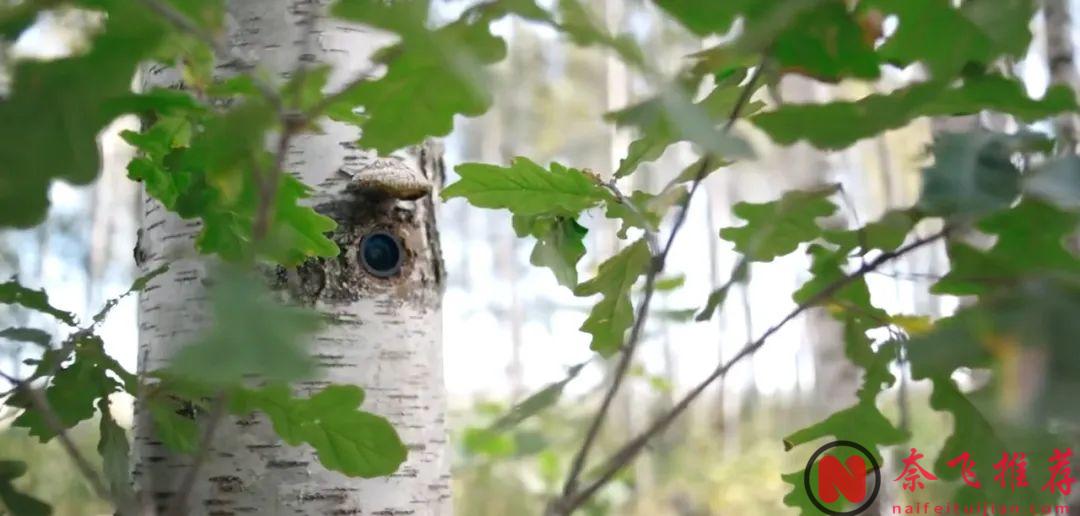 曾打破《阿凡达》获得俄罗斯本土票房最高的喜剧电影《富二代》，笑到停不下来！
