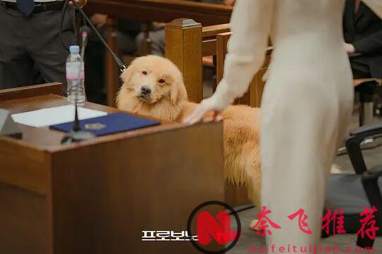 開播即爆，網飛的這部披著喜劇外衣的社會良心劇《公益律師/無償服務》太頂了