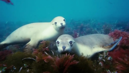 IMAX《小行星猎人》：最华丽的科教片视觉盛宴！