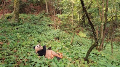 IMAX《小行星猎人》：最华丽的科教片视觉盛宴！