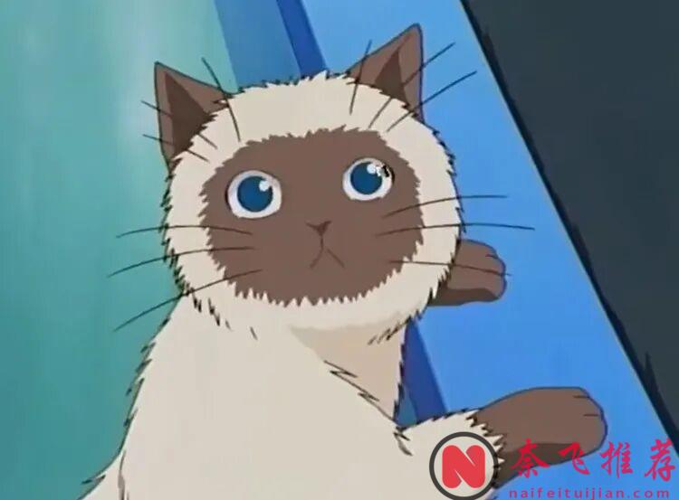 动漫里最经典的15只猫:喵星人终极榜单