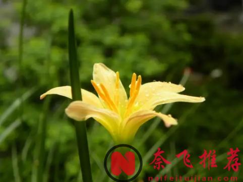 尾田這一伏筆太離譜了!薇薇第一次登場時,就已經暗示她是雨之神繼承者